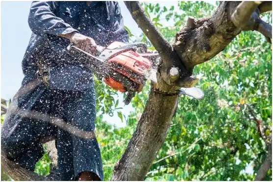 tree services Helotes